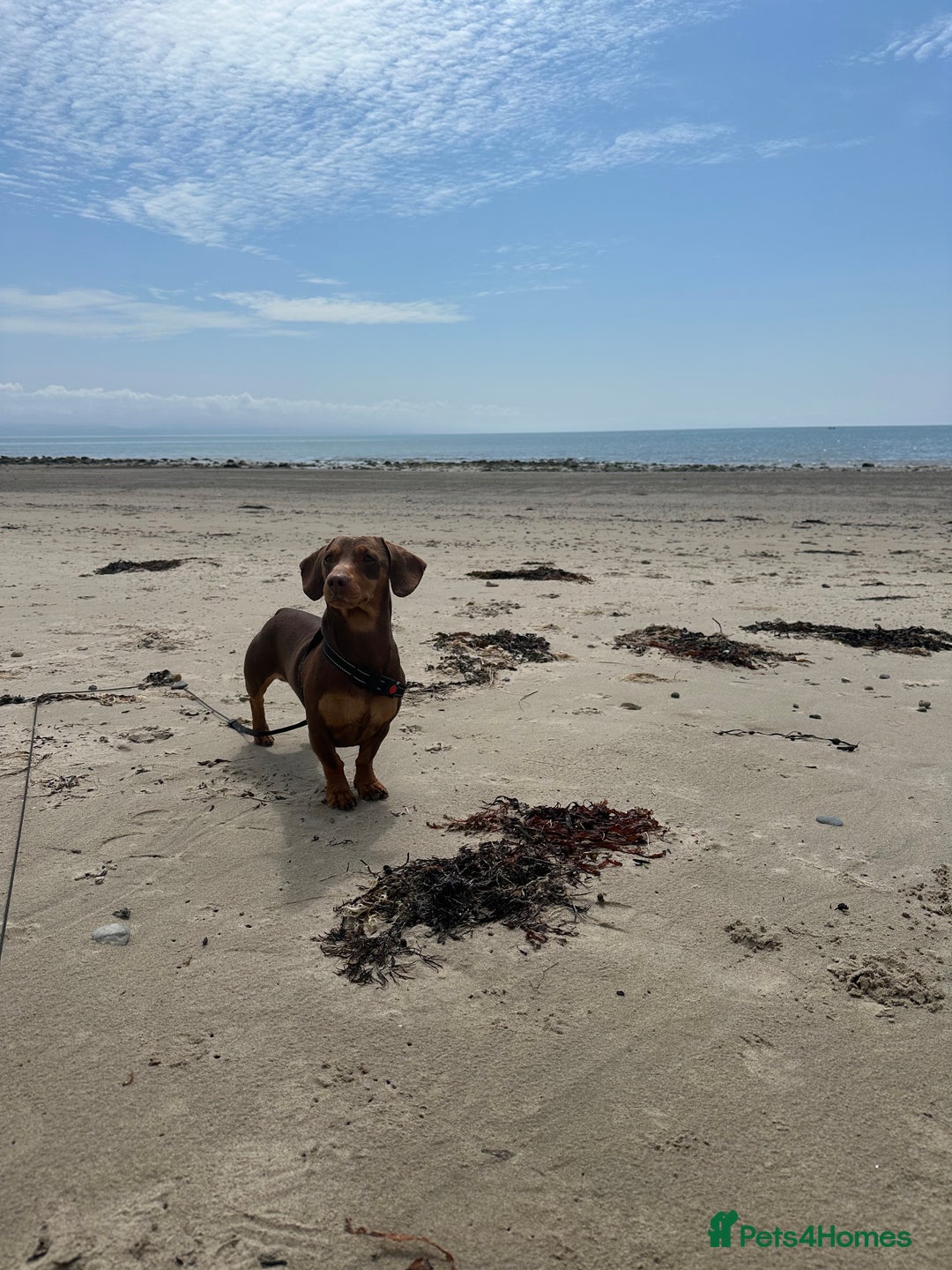 Miniature Dachshund dogs for sale: 3 year old Arlo - Image 3