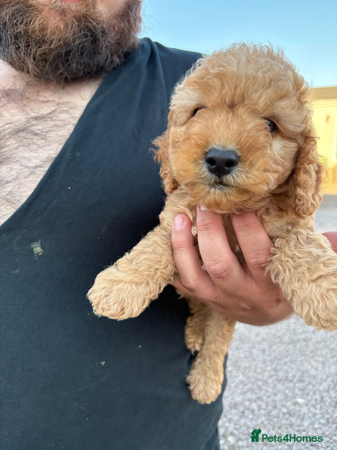 Cockapoo dogs for sale: Cockpoo Puppys  - Image 2