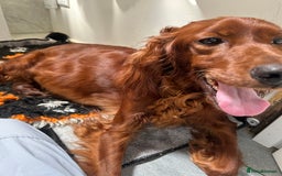 Irish Setter dogs for sale: Out standing litter of kc reg Irish setters - Image 28