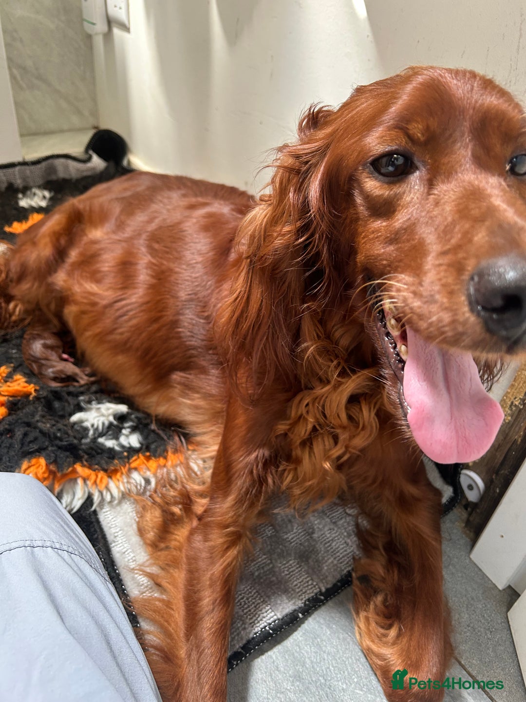 Irish Setter dogs for sale: Out standing litter of kc reg Irish setters - Image 28
