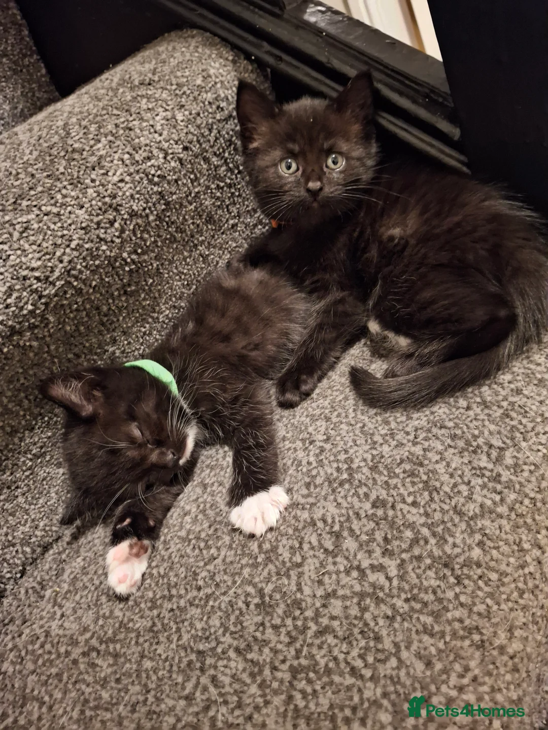 British Shorthair cats for sale: 8 week old  in Leeds - Advert 2
