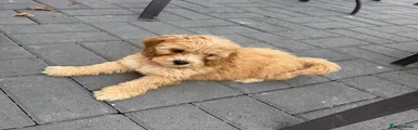 Cockapoo 4