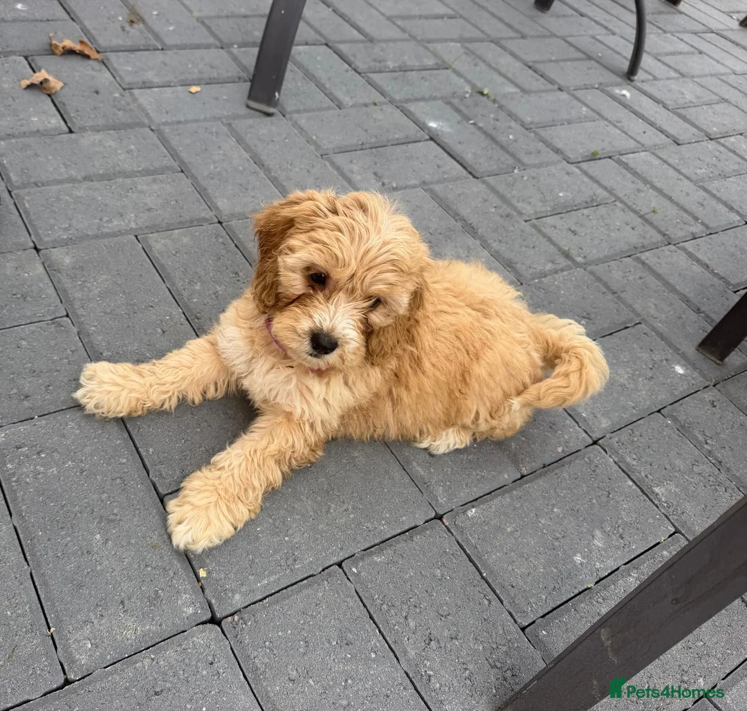 Cockapoo dogs for sale: Cockapoo puppies in Maidstone - Advert 2