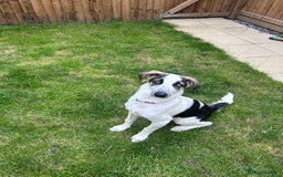Mixed Breed dogs for sale: Skyla  - Image 11