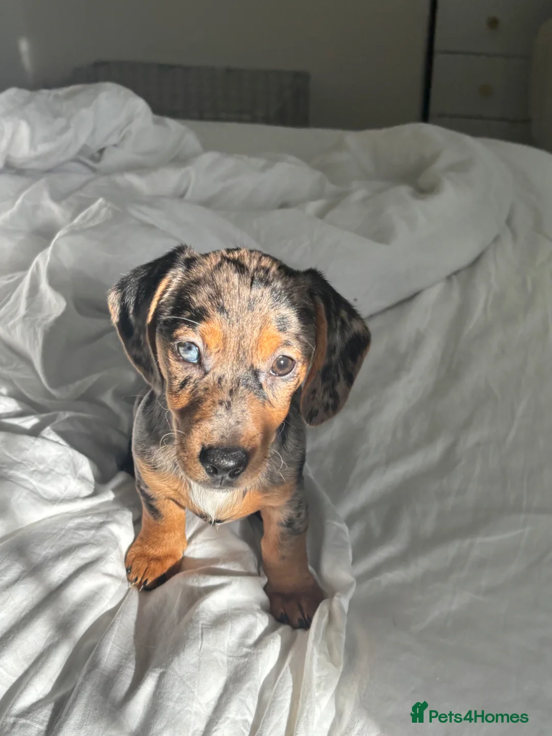 Jackshund dogs for sale: Bella, gorgeous jackhound - Advert 14