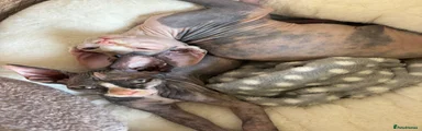 Sphynx 2