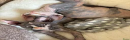 Sphynx cats for sale: darla and doris - Advert 2
