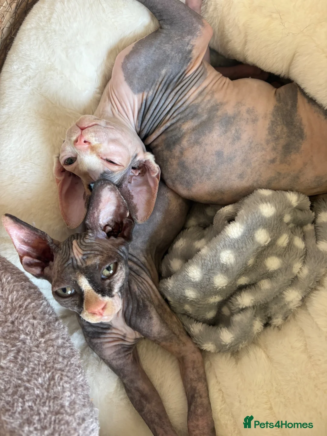 Sphynx cats for sale: darla and doris - Advert 2