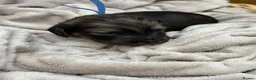 Miniature Dachshund dogs for sale: Exceptional long haired miniature Dachshunds - Advert 22