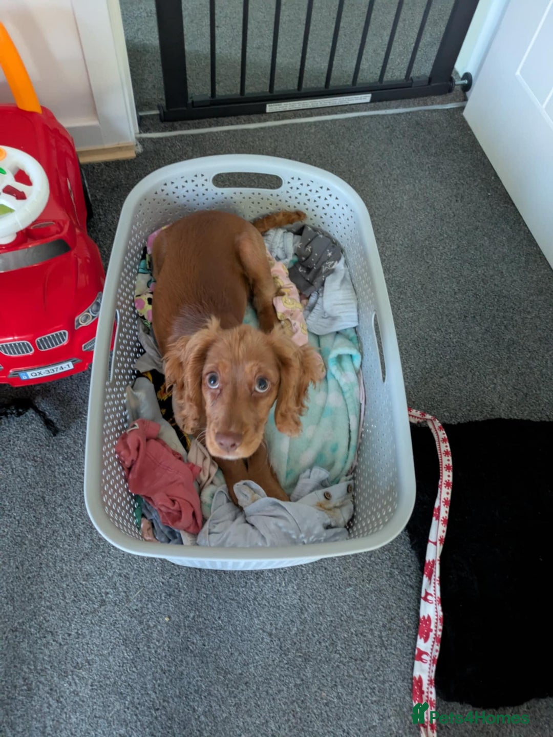 Cocker Spaniel dogs for sale: Female cocker spaniel puppy  - Image 4
