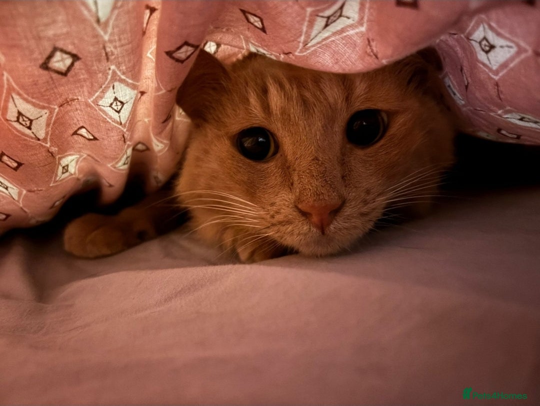 Mixed Breed cats for adoption: [Indoors Only] Jones - A lovely charming boy - Image 5