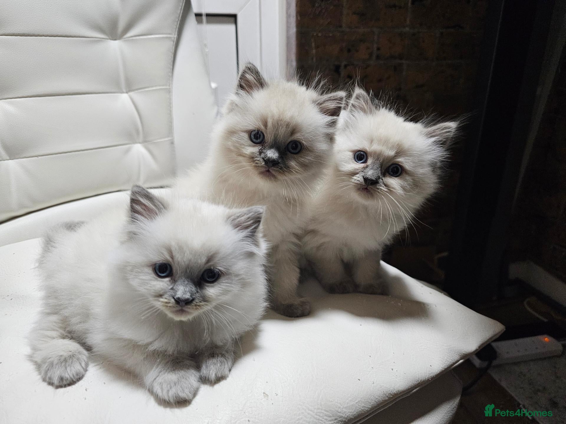 Ragdoll cats for sale: Lovely Litter of 3 Kittens Looking for Loving Home - Advert 1