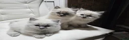 Ragdoll cats for sale: Lovely Litter of 3 Kittens Looking for Loving Home - Advert 1