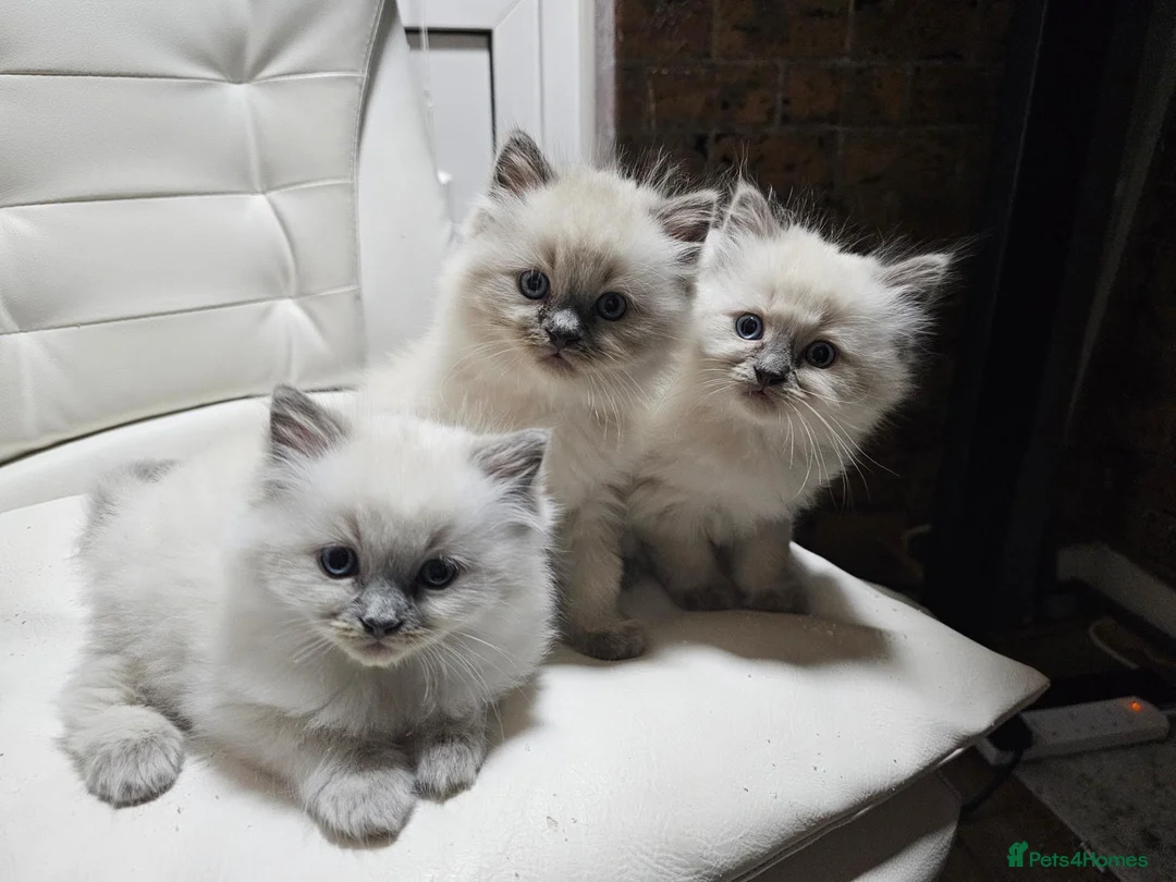 Ragdoll cats for sale: Lovely Litter of 3 Kittens Looking for Loving Home - Advert 1