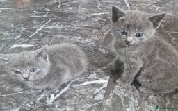 Mixed Breed cats for sale: 4 beautiful fluffy kittens for sale - Image 4