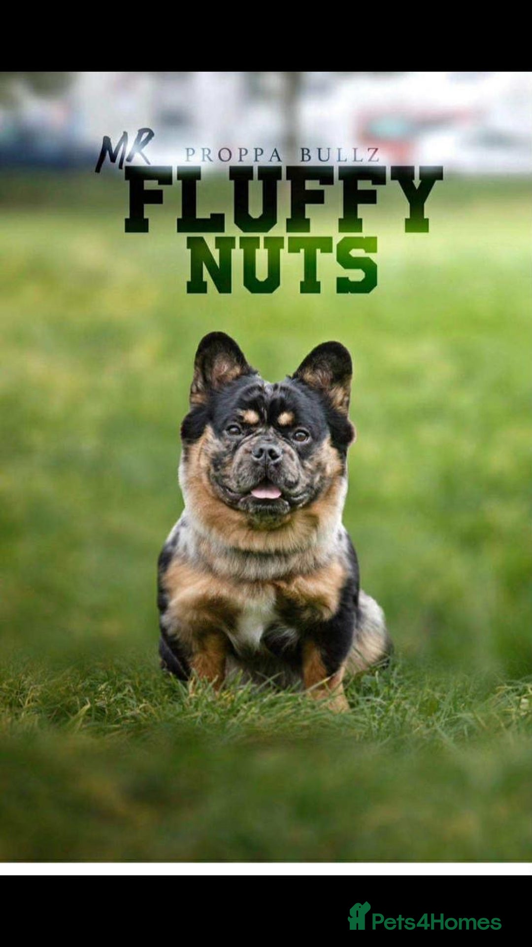 French Bulldog dogs for sale: Ickle fluffy puddings  - Advert 12