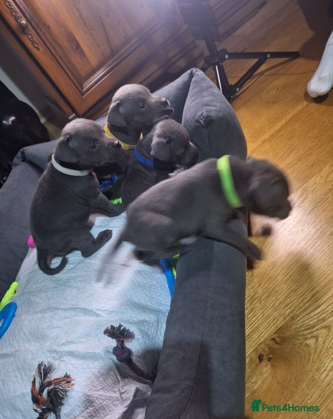 Staffordshire Bull Terrier dogs for sale: 🥰Beautiful Staffordshire puppies😍 - Advert 9