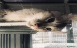 Keetso cats for sale: Rare polydactyl keetso male  - Image 10