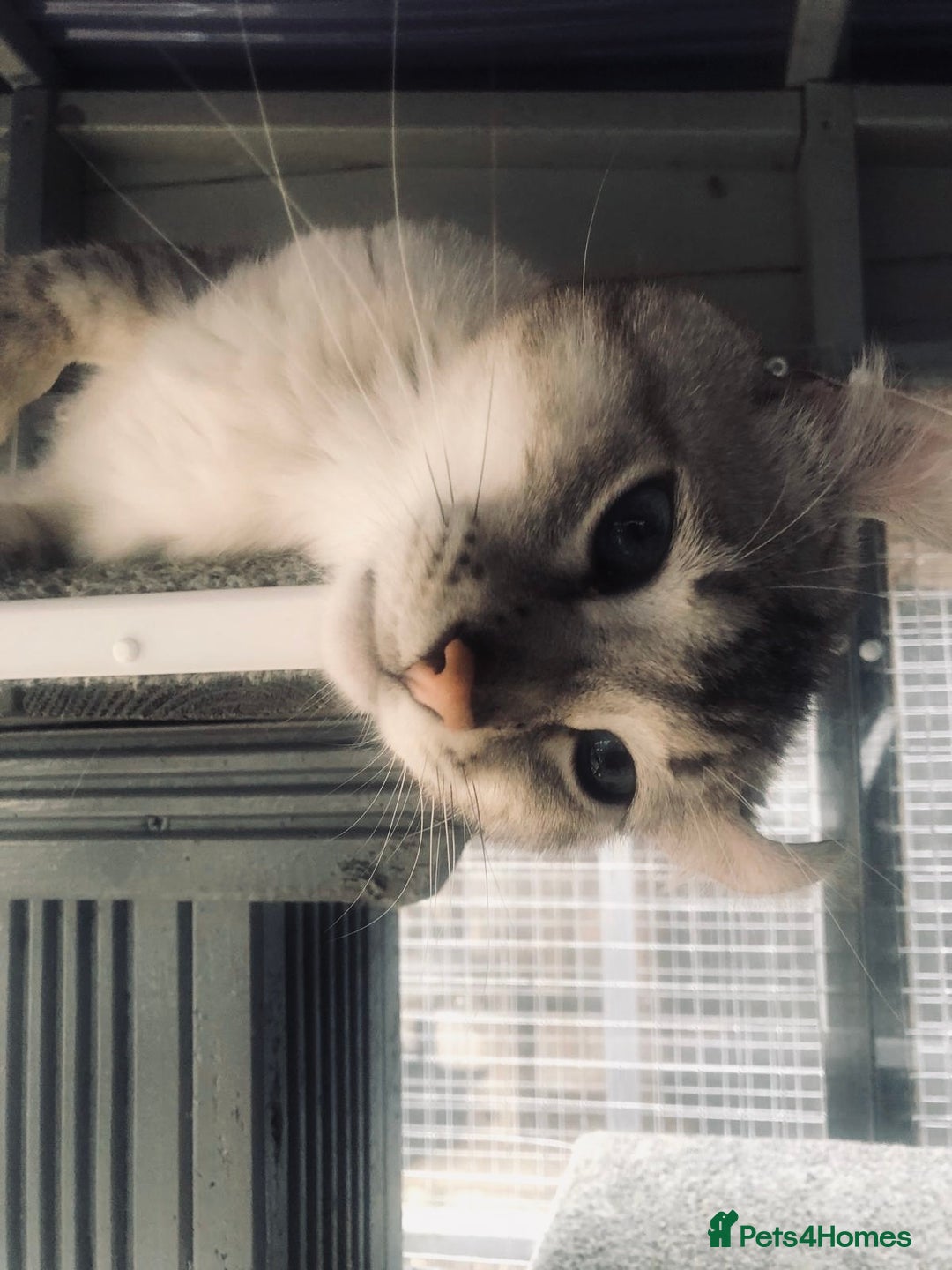 Keetso cats for sale: Rare polydactyl keetso male  - Image 10