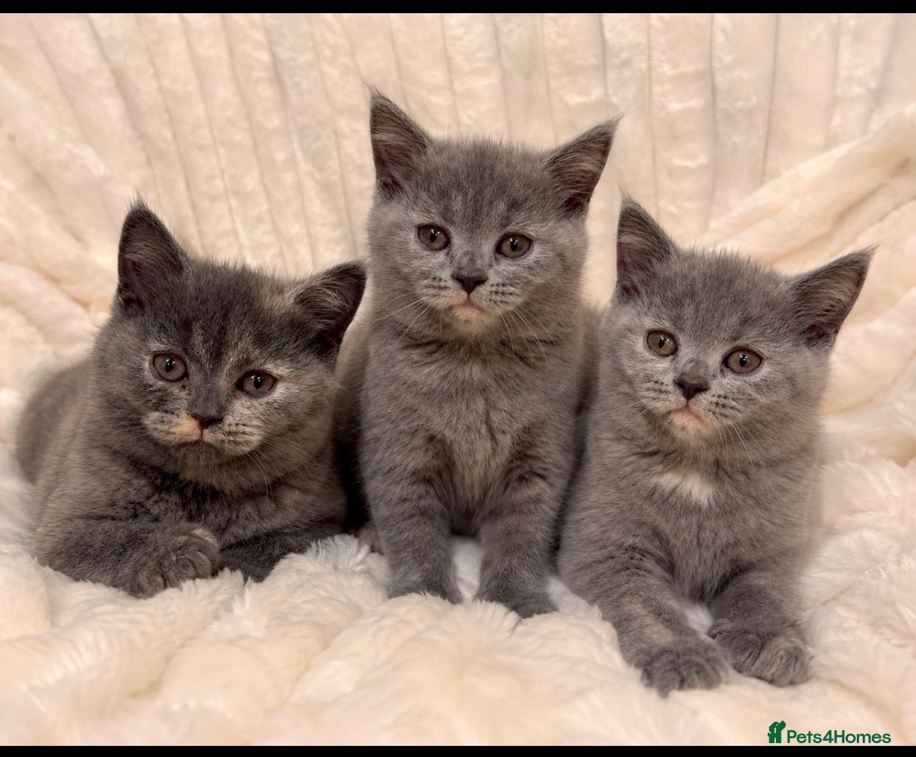 British Shorthair cats Adorable BSH kittens 😻 - Advert 1