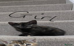 Domestic Shorthair cats for sale: 4 beautiful kittens - Image 6