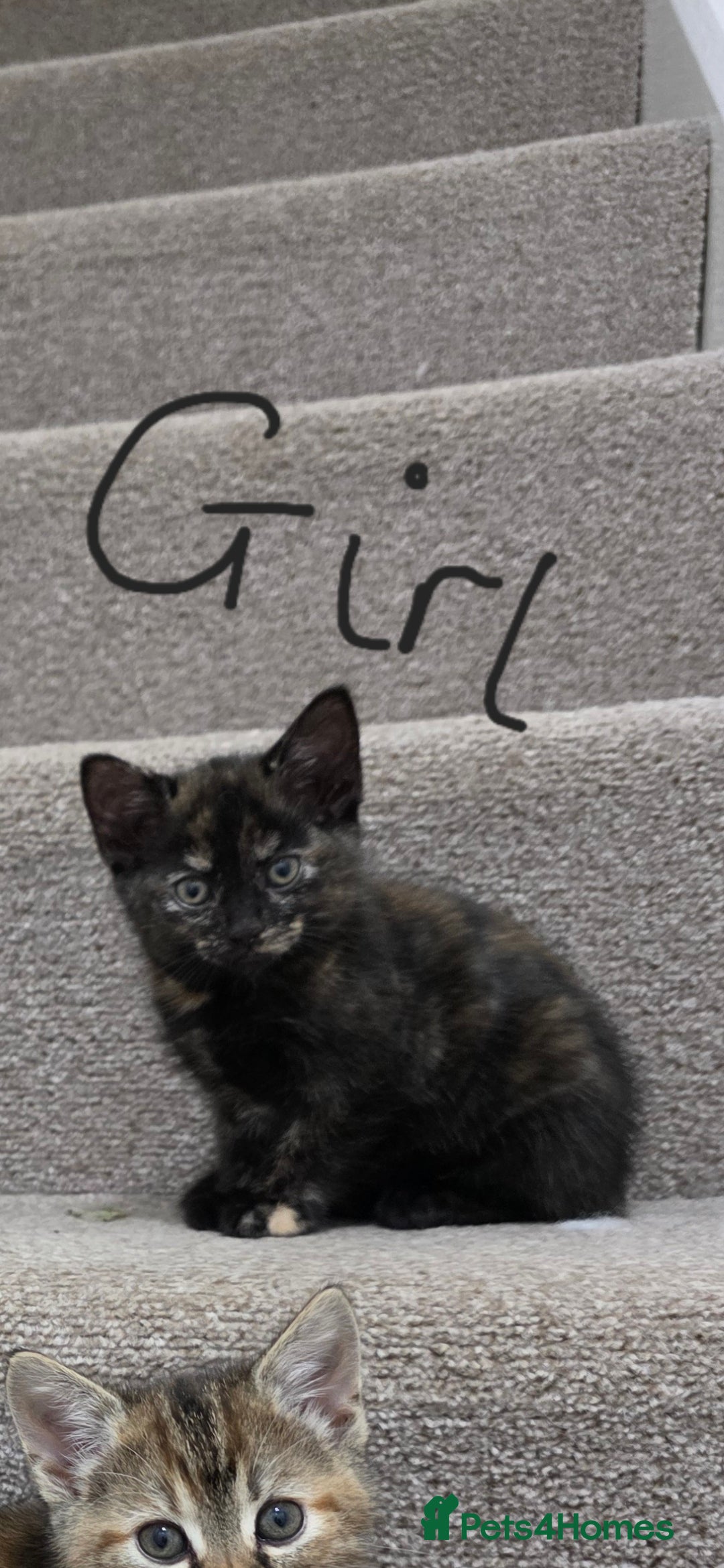 Domestic Shorthair cats for sale: 4 beautiful kittens - Image 6