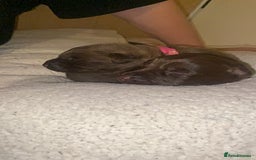 Mixed Breed dogs for sale: Beautiful Family-Raised Sheprador Puppies - Image 29