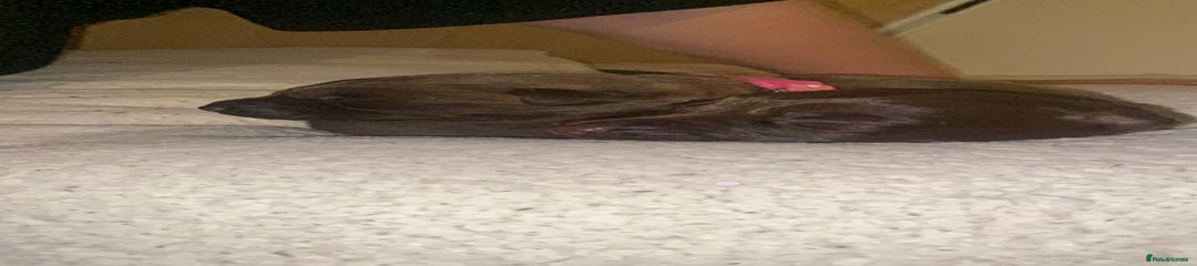 Beautiful Female Sheprador Pups