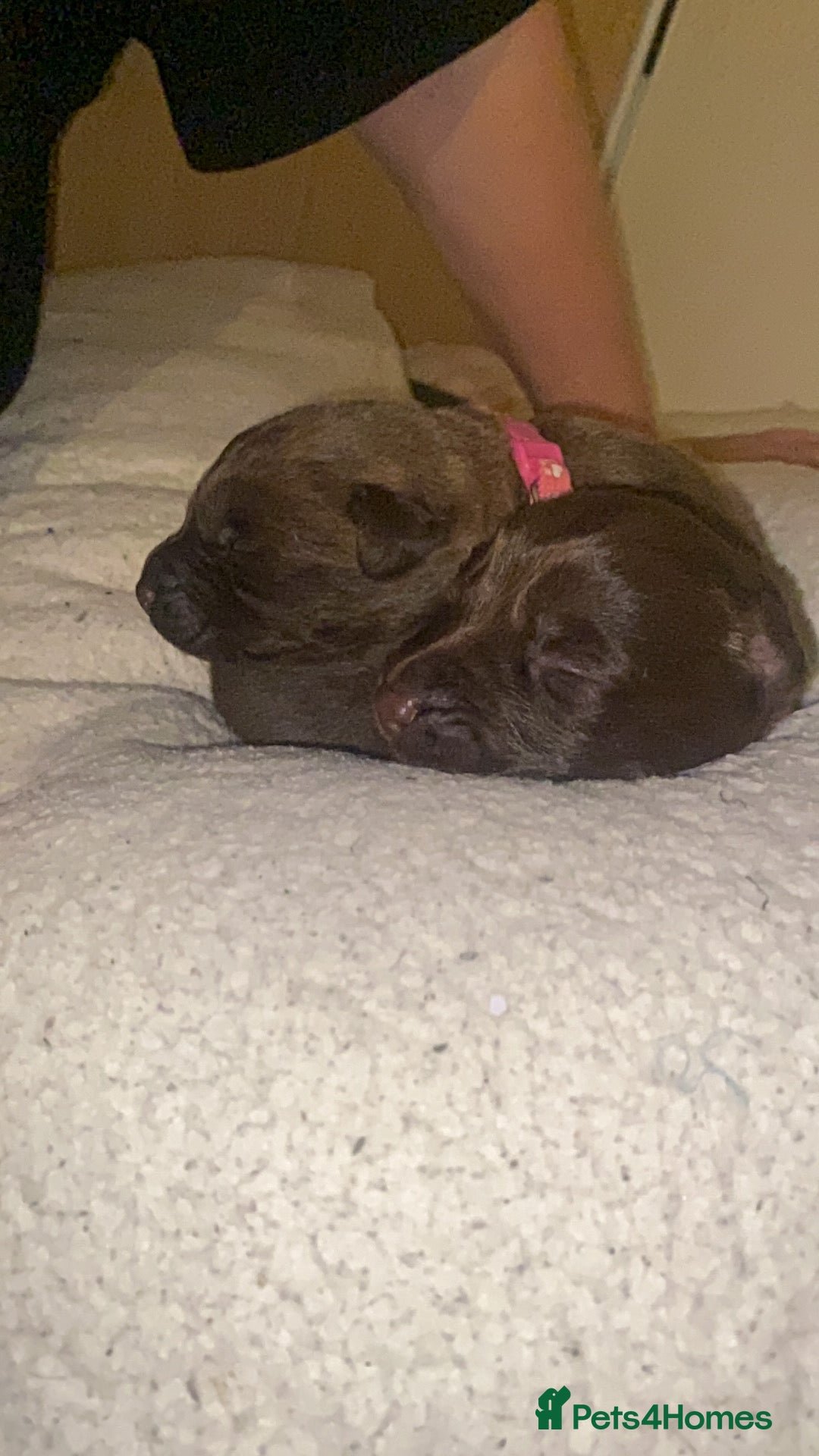 Mixed Breed dogs for sale: Beautiful Family-Raised Sheprador Puppies - Image 29