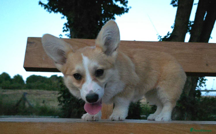Welsh Corgi Pembroke dogs - Advert 2