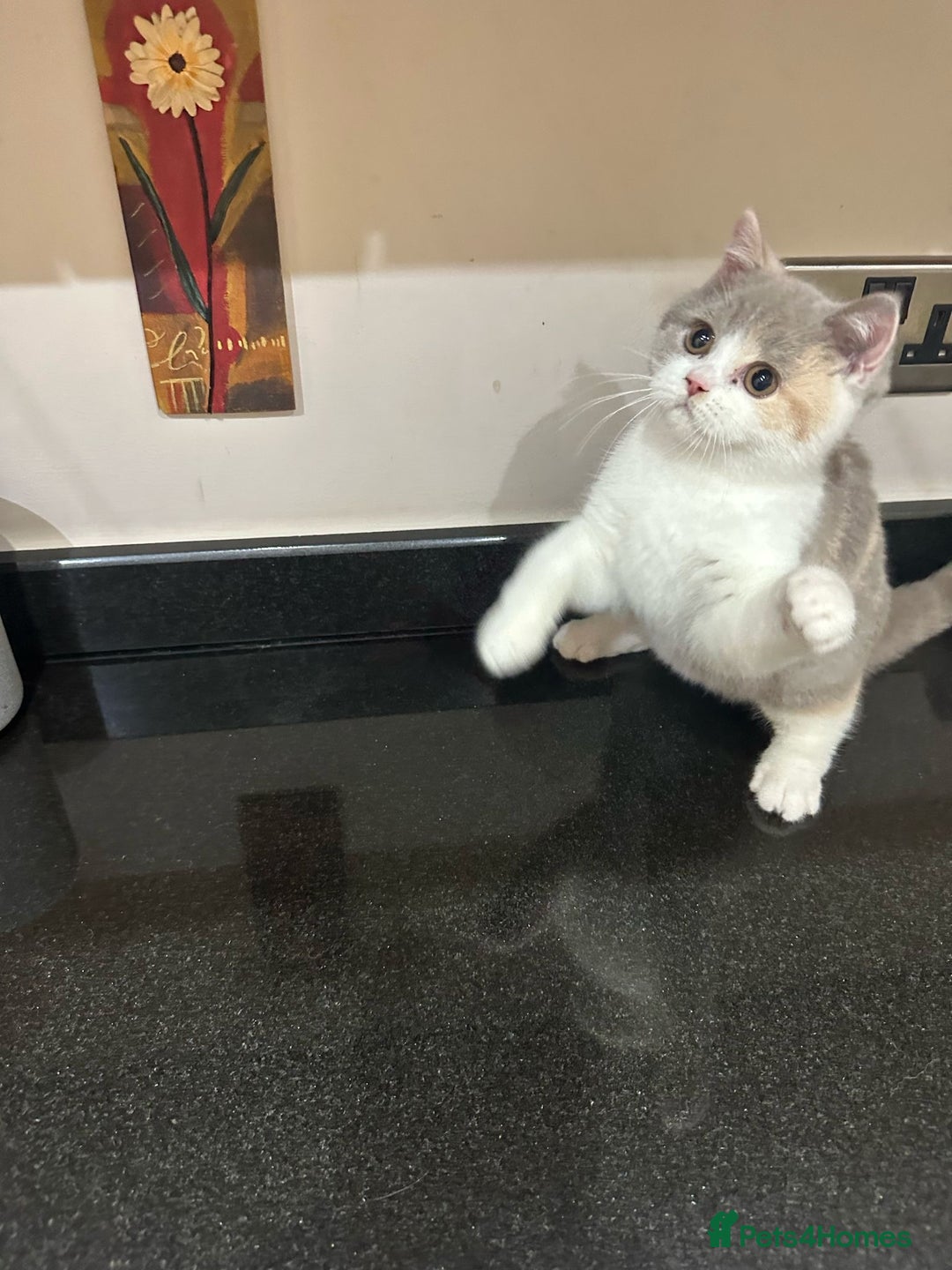 British Shorthair cats for sale: READY NOW - Lilac, BiColours & Colourpoint  - Image 19