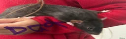 Rat rodents for sale: Dumbo rats in Manningtree - Advert 3