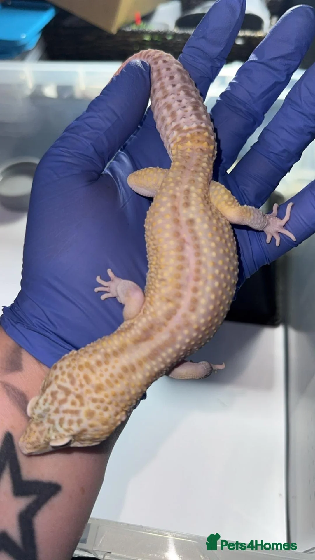 Leopard Gecko reptiles for sale: Various Leopard Geckos  - Advert 2