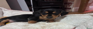 Miniature Dachshund Puppy 7