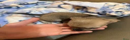 Chihuahua dogs for sale: Chihuahua puppies for sale  in Carlisle - Advert 11