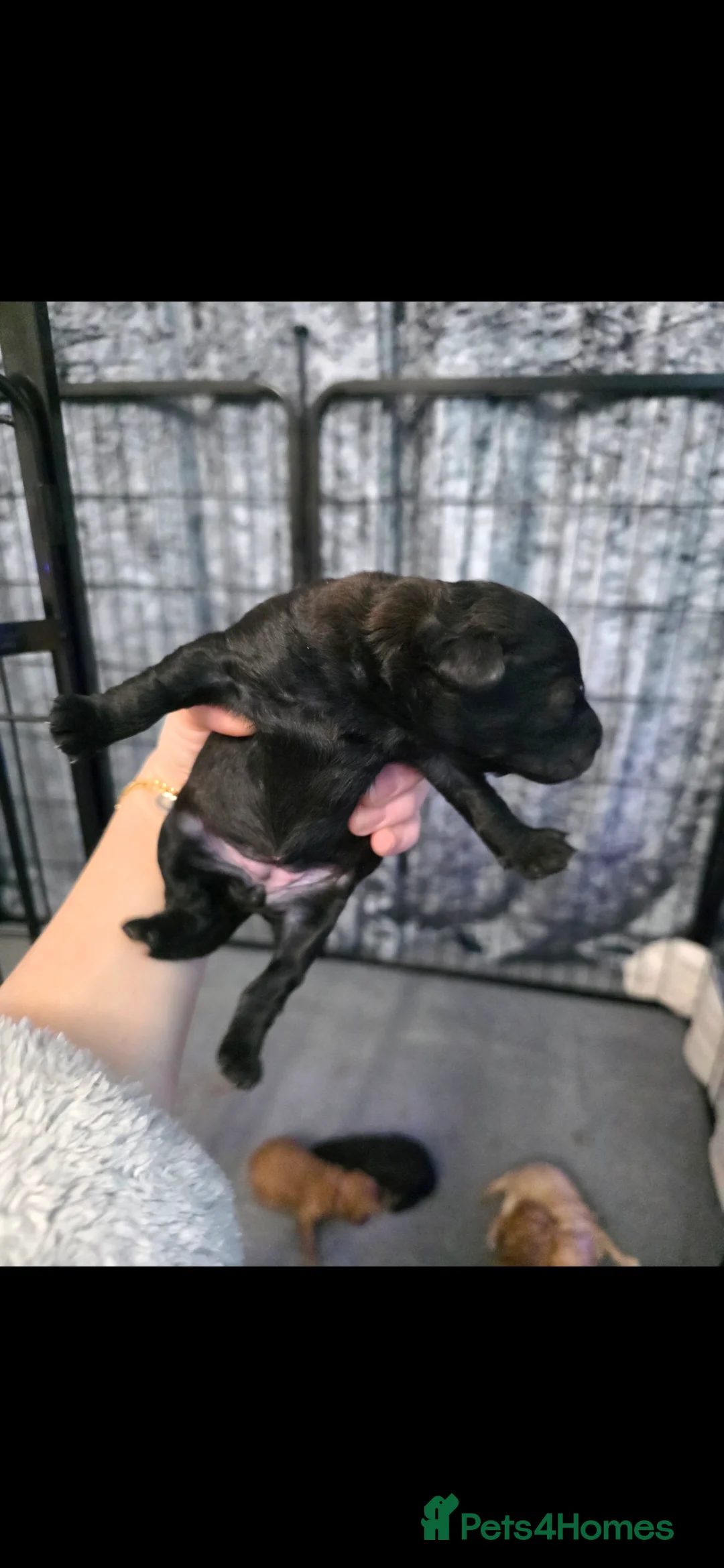 Poochon dogs for sale: Poochon puppies - Advert 3