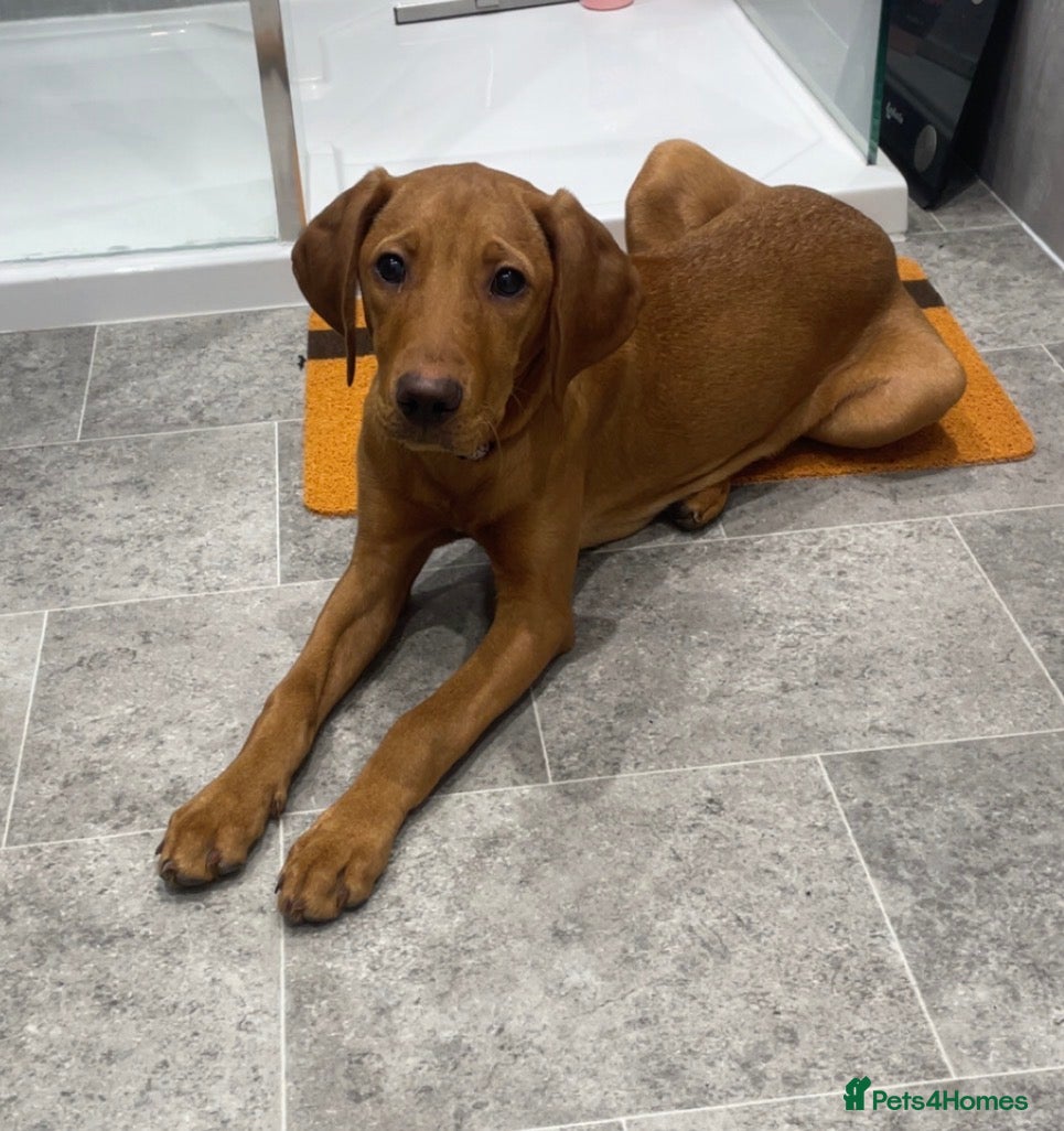 Labrador Retriever dogs Red fox Labrador for rehoming (NOT A LITTER) - Advert 4