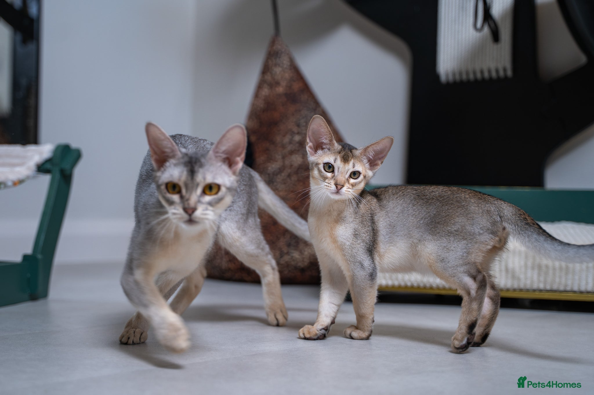Abyssinian cats Basilio-Silver Abyssinian- Cutest & Ready NOW! - Advert 2