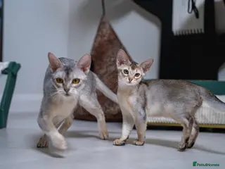 Abyssinian cats for sale: Basilio-Silver Abyssinian- Cutest & Ready NOW! - Advert 4