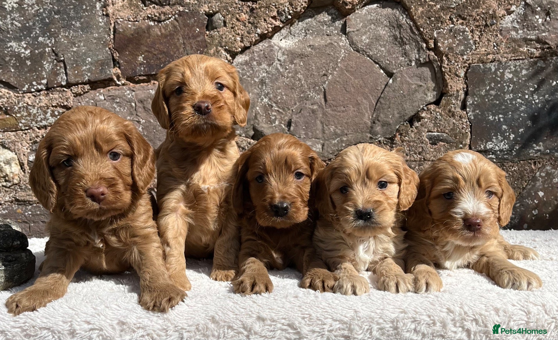 Cockapoo dogs CRACKING Cockapoo pups - Advert 1
