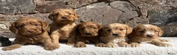 Cockapoo dogs for sale: CRACKING Cockapoo pups - Advert 1