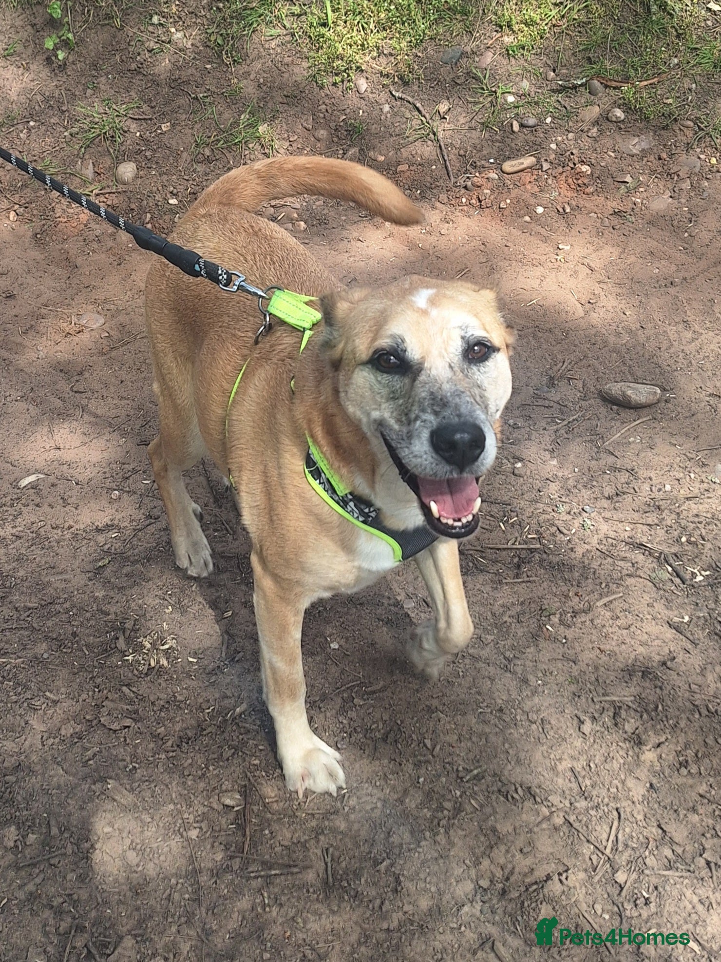 Mixed Breed dogs Beautiful Boy for Adoption - Advert 12