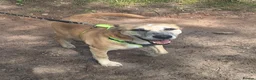 Mixed Breed dogs for sale: Foster or Forever Home for Beautiful Sanchez - Advert 9