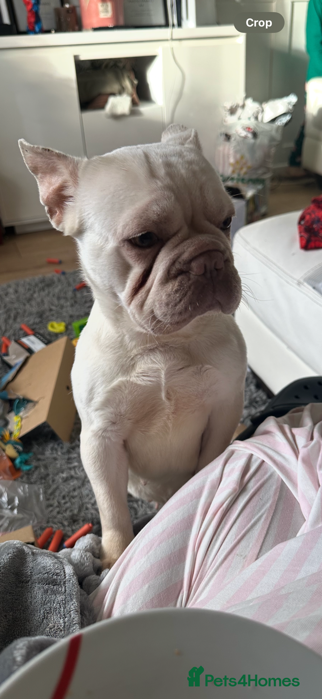 French Bulldog dogs for sale: Female French bulldog  - Advert 2