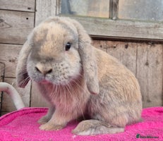 Mini Lop rabbits Mini lops & lion head. see description. - Advert 10