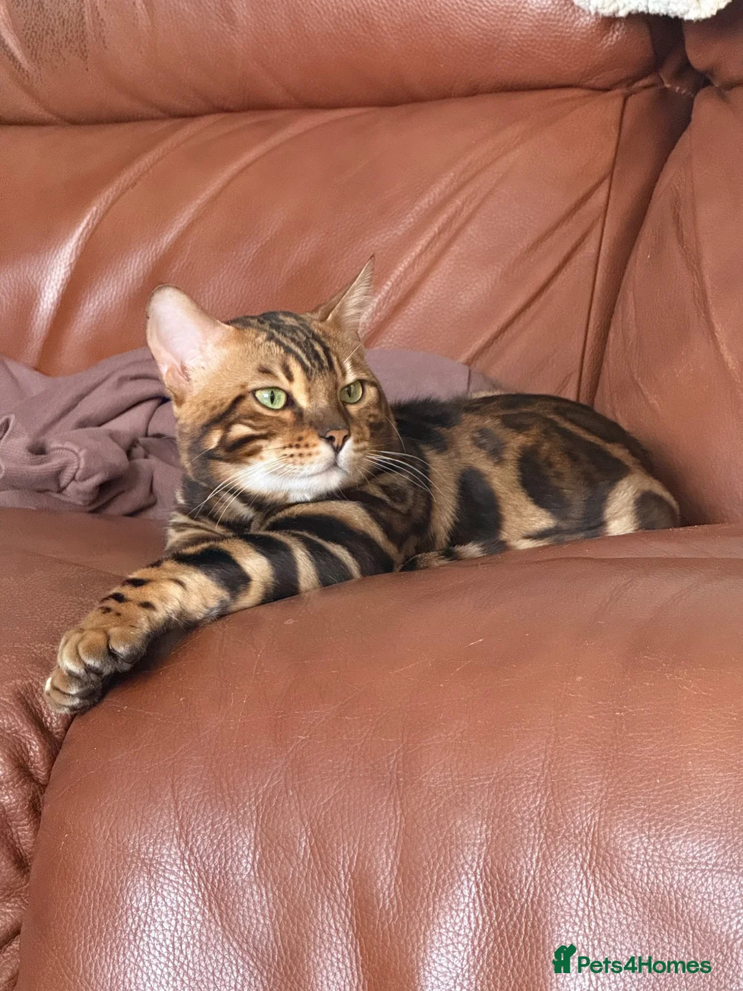 Bengal cats for sale: Beautiful TICA Registered Bengal - Advert 5