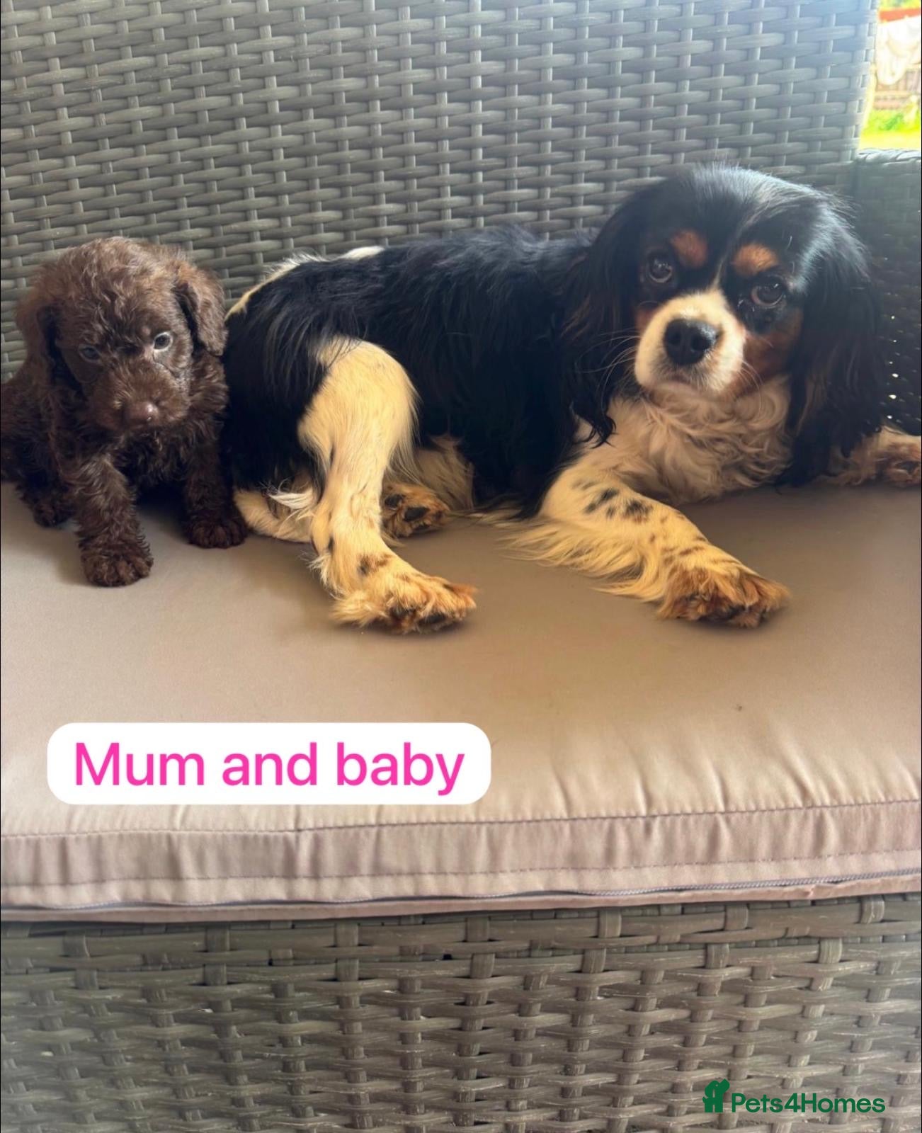 Cavapoo dogs Cavapoo Puppys  - Advert 15