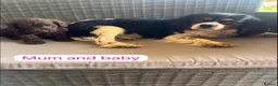 Cavapoo dogs for sale: Cavapoo Puppys  - Advert 1