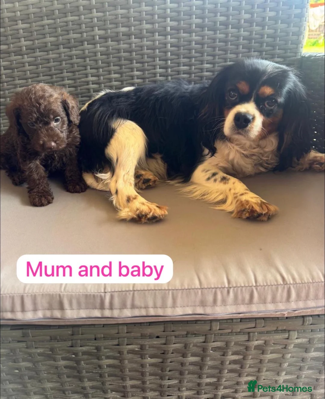 Cavapoo dogs for sale: Cavapoo Puppys  - Advert 1