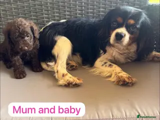 Cavapoo dogs Cavapoo Puppys - Advert 2